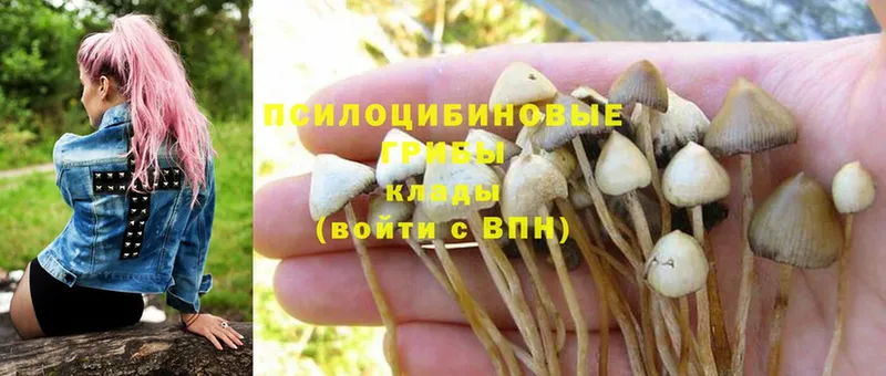 Галлюциногенные грибы Psilocybine cubensis  Переславль-Залесский 